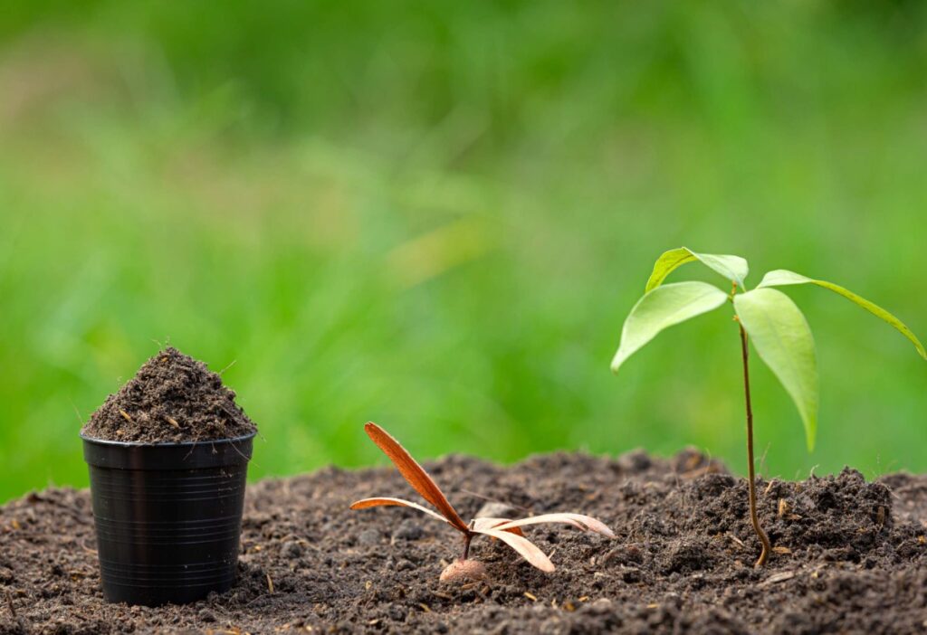 Преимущества использования свиного навоза в агрономии.