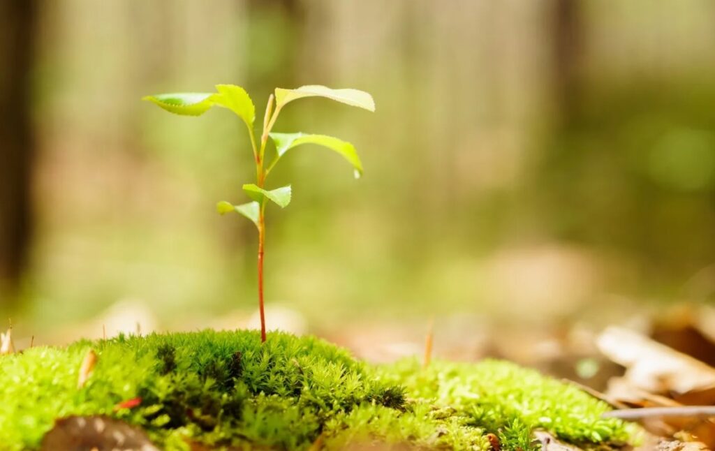 Что такое компост и как его использовать для улучшения почвы