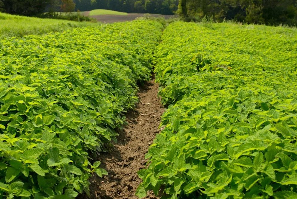 Как использовать смеси с учетом pH почвы