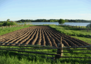 Как свиной навоз влияет на pH почвы Как свиной навоз влияет на pH почвы