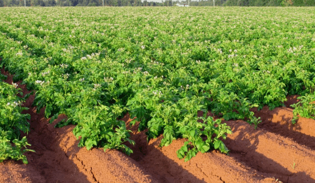 Как свиной навоз влияет на pH почвы