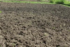 Как свиной навоз влияет на pH почвы Как свиной навоз влияет на pH почвы