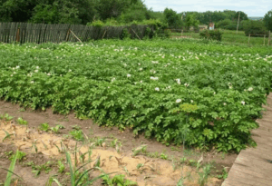 Как свиной навоз влияет на pH почвы Как свиной навоз влияет на pH почвы