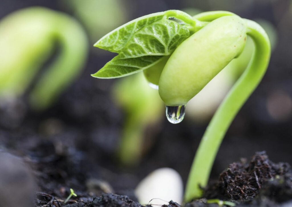 Моноаммонийфосфат - как он помогает растениям в период активного роста