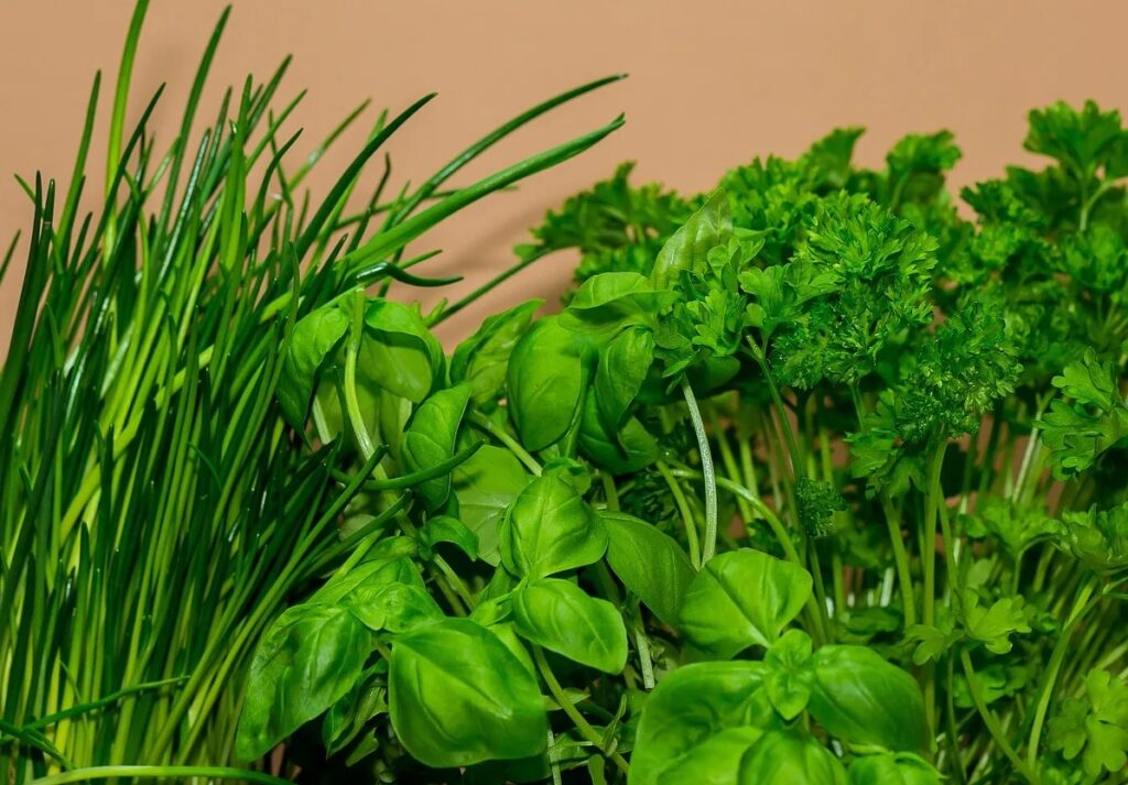 Органические удобрения в сравнении с минеральными - что выбрать для выращивания растений