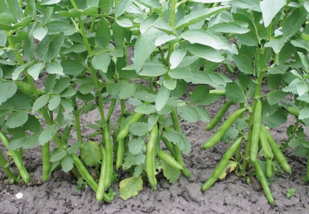 Водорастворимые удобрения против обычных удобрений - что выбрать для вашего участка