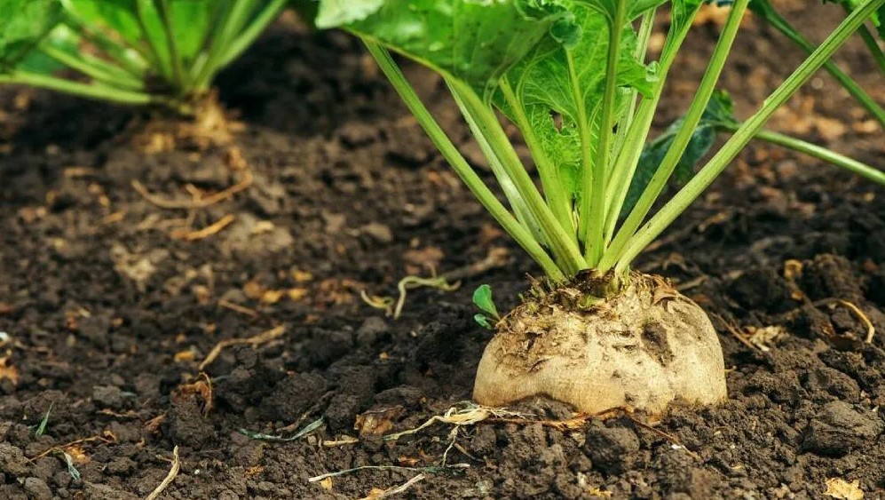 Как использовать мочевину (NH2)2CO при дефиците азота у растений