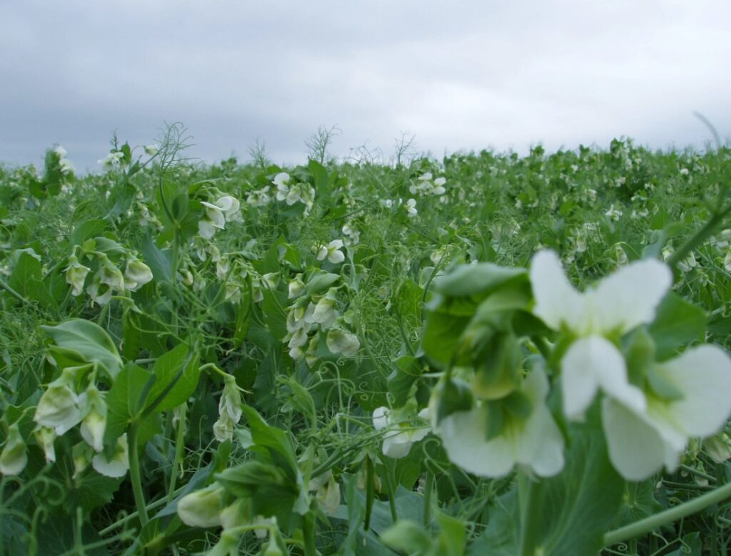 Как избежать переизбытка калия в почве и предотвратить его вредное влияние