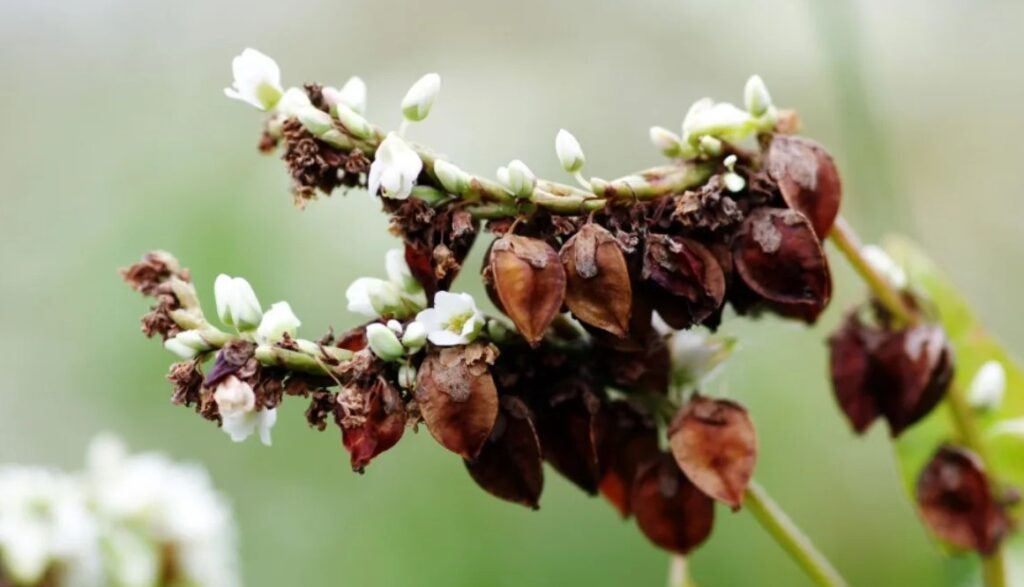 Как определить недостаток магния в почве и как его восполнить