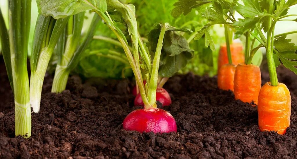 Комплексные удобрения весной, летом и осенью - правила использования