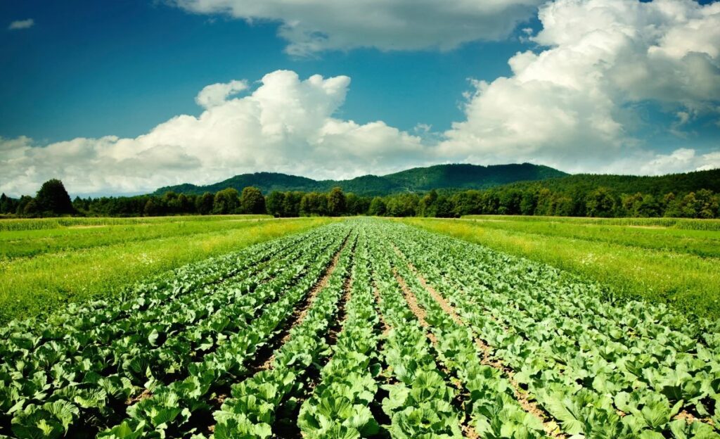 Как использовать мочевину ((NH2)2CO) без риска ожогов листьев