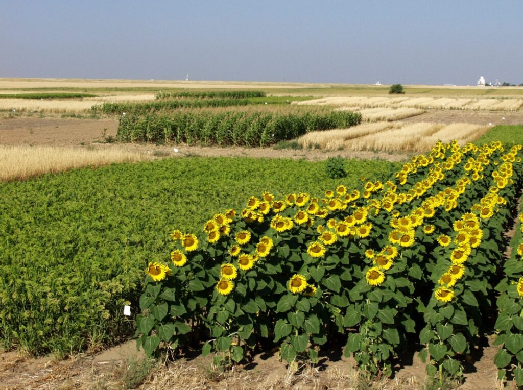 Как содержание азота, фосфора и калия влияет на урожайность овощных и плодовых растений