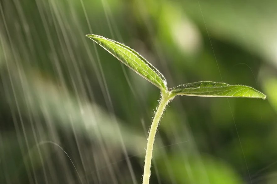 Почему компост является экологически чистым решением для удобрения растений