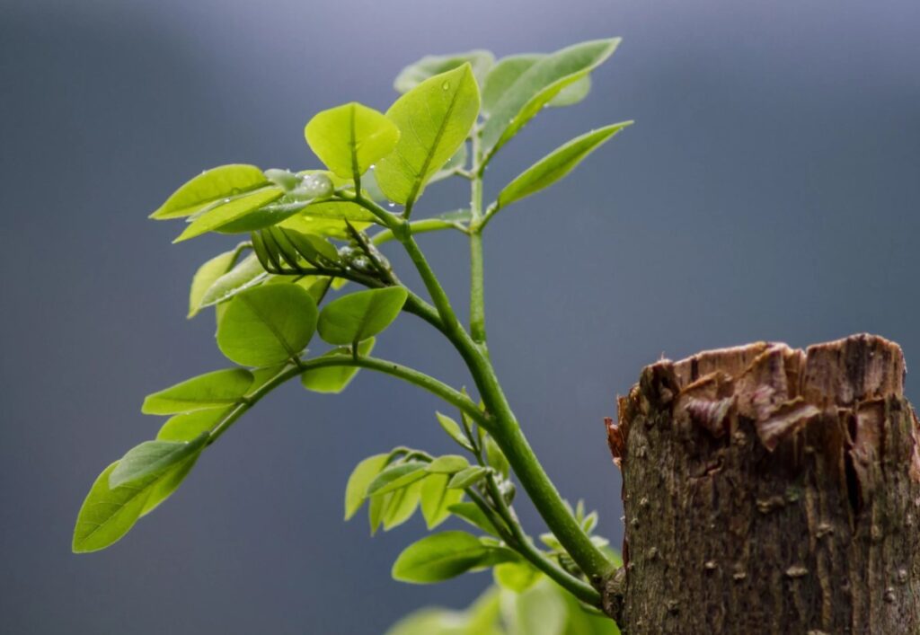 Как сульфат калия (K₂SO₄) влияет на качество плодов и овощей