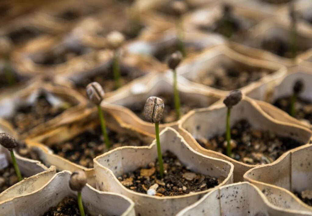 Рекомендации по хранению свиного навоза перед его применением.