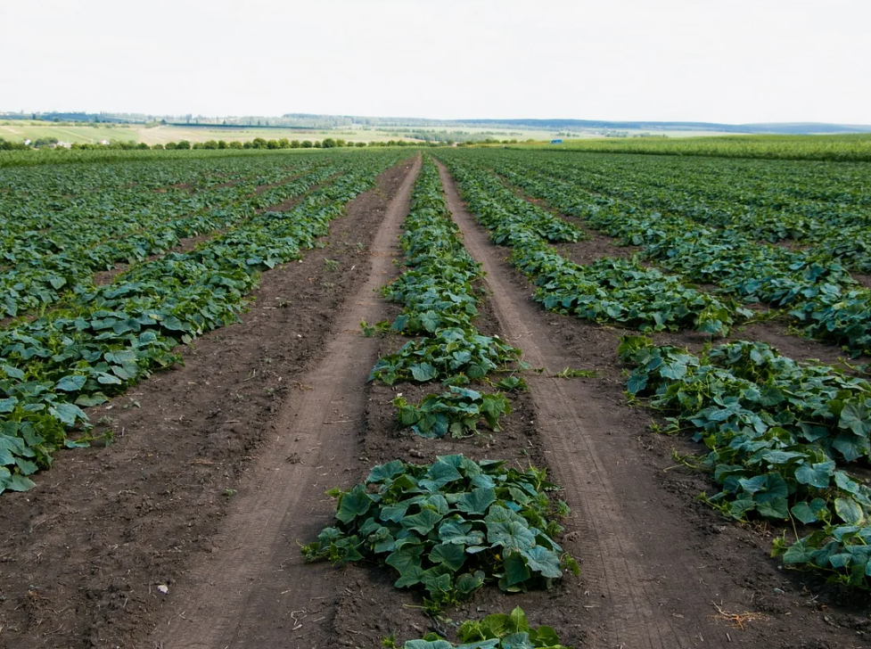 Как правильно использовать коровий навоз