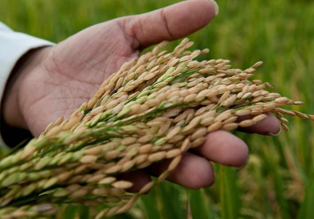 Почему микроудобрения так важны для сбалансированного питания растений