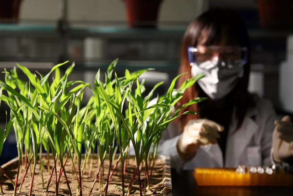 Черный торф - особенности этого удобрения и его влияние на почву.