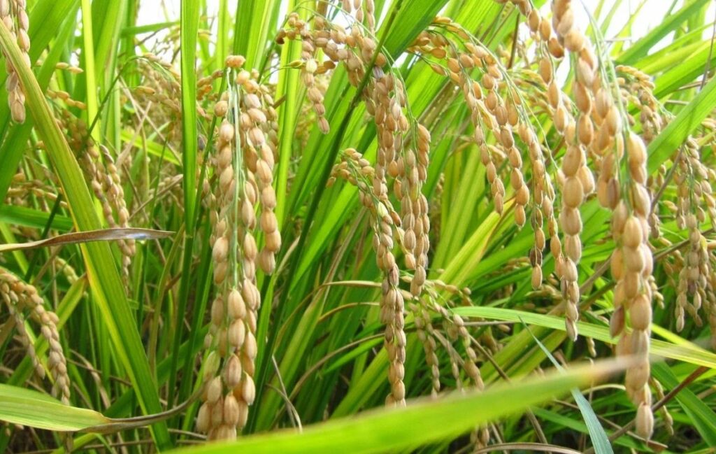 Как использовать бор (B) в листовых подкормках