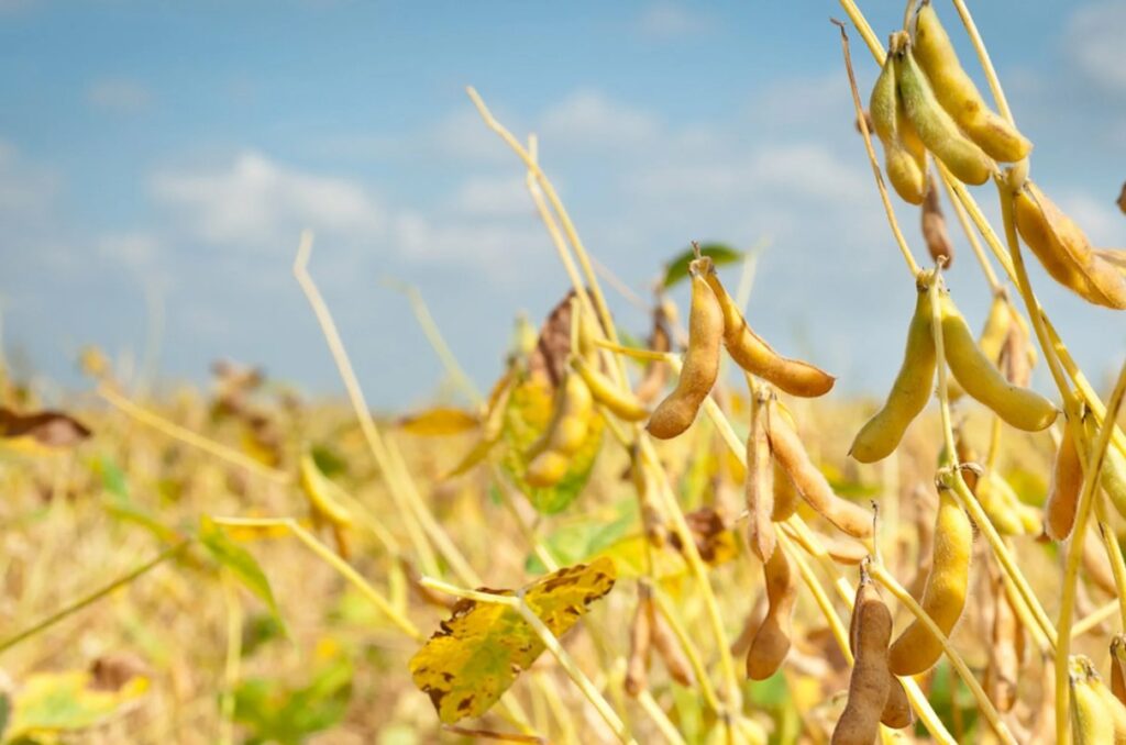 Как сульфат калия (K₂SO₄) влияет на кислотность почвы и как регулировать pH