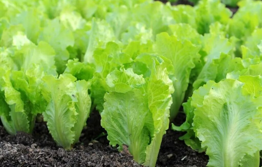 Компост из пищевых отходов - как правильно перерабатывать остатки пищи для удобрения растений