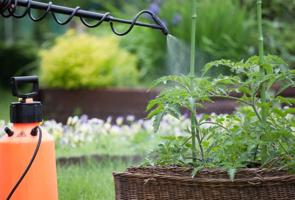 Внекорневое питание как способ защиты растений от стрессов и болезней.