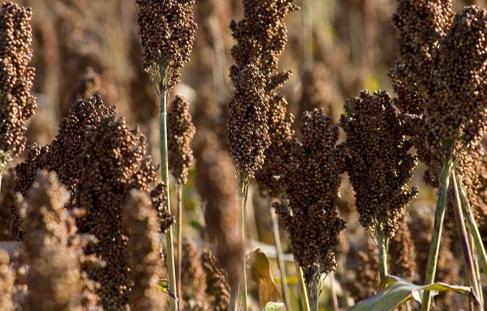 Что такое органические удобрения и как они влияют на почву