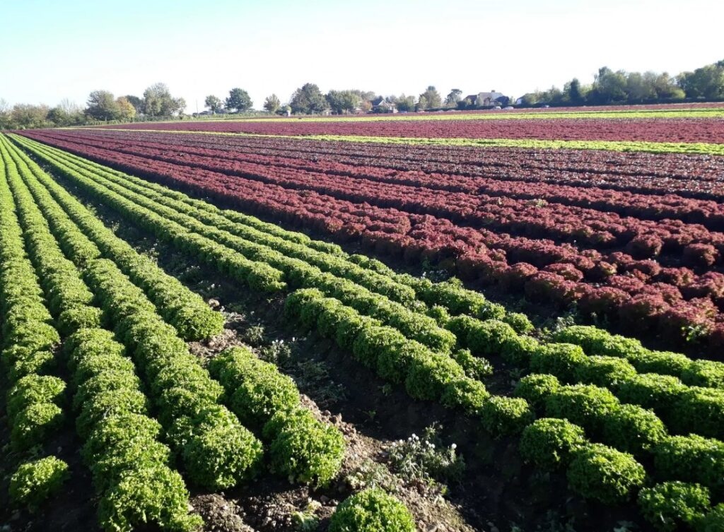 Калийные удобрения - история их разработки и роль в современном сельском хозяйстве