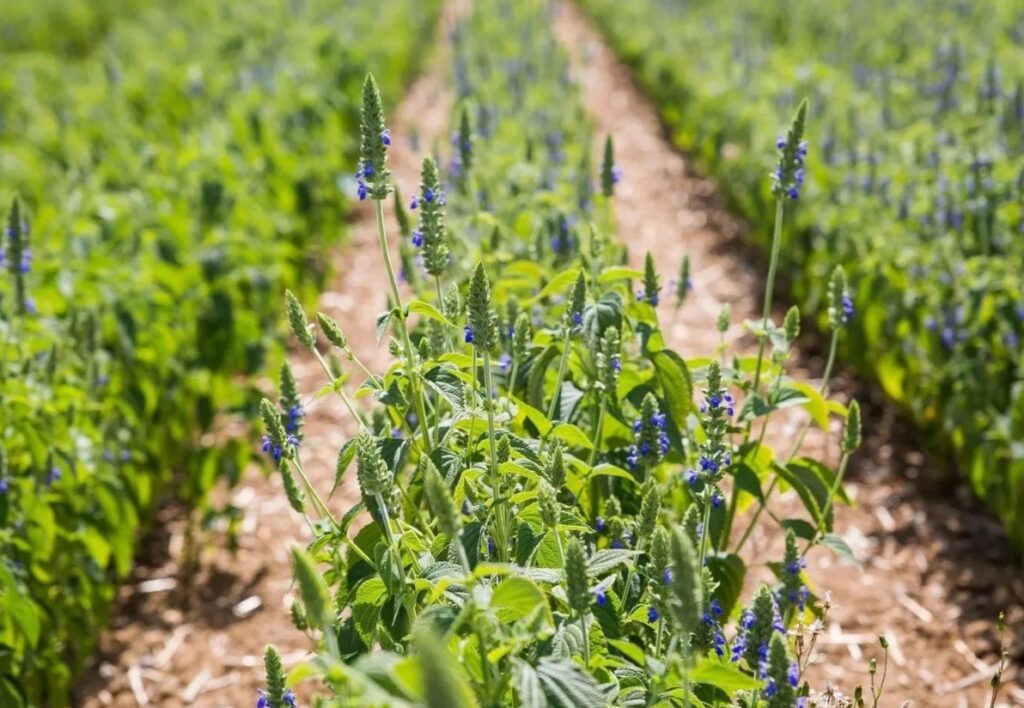 Рекомендации по применению калийной соли для декоративных и плодовых растений, чтобы улучшить их рост, цветение и стойкость к неблагоприятным условиям.