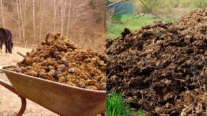 Как органические удобрения способствуют улучшению структуры почвы