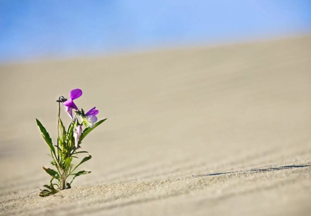 Что такое водорастворимые удобрения и как они помогают растениям