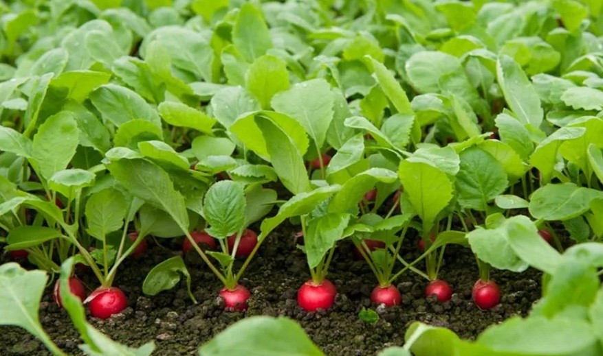 Как правильно использовать НПК удобрения для разных этапов роста растений