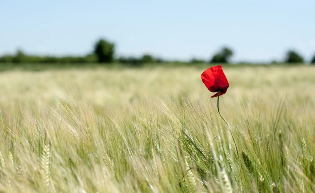 Как повысить урожайность с использованием водорастворимых удобрений