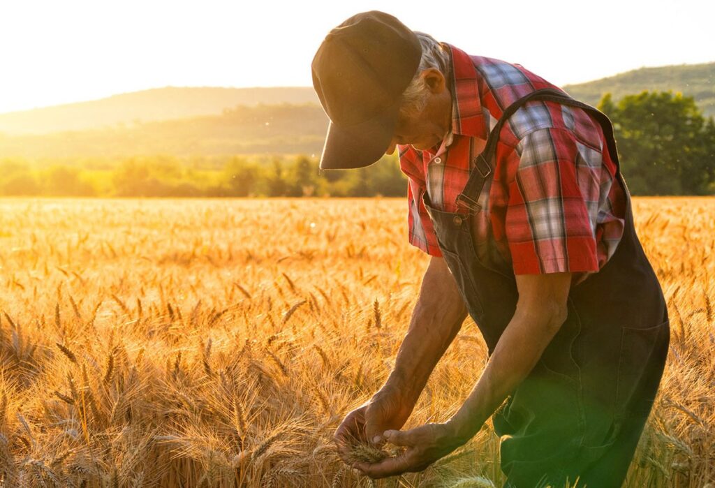 Что такое НПК удобрения и как они способствуют росту растений