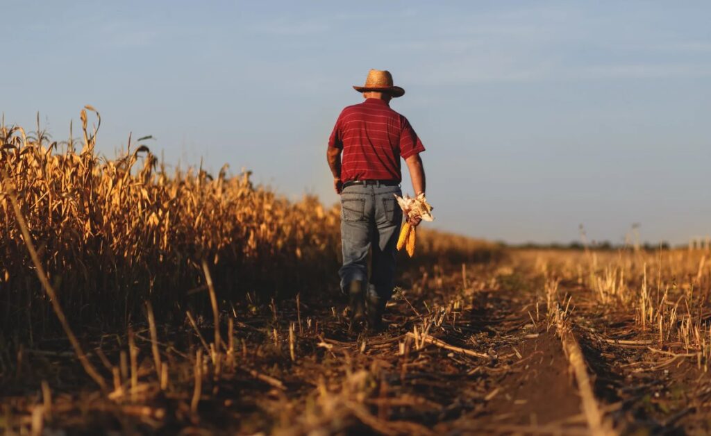 Монофосфат калия - как правильно использовать для улучшения качества плодов