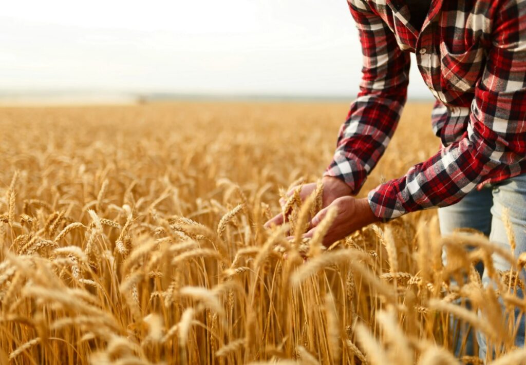Древесная зола в качестве органического удобрения - как использовать без вреда для экологии