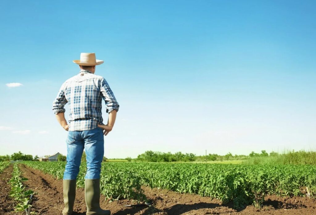 Как монофосфат калия способствует повышению устойчивости растений к стрессам