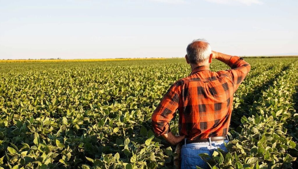 Что такое микроудобрения и как они необходимы для роста растений