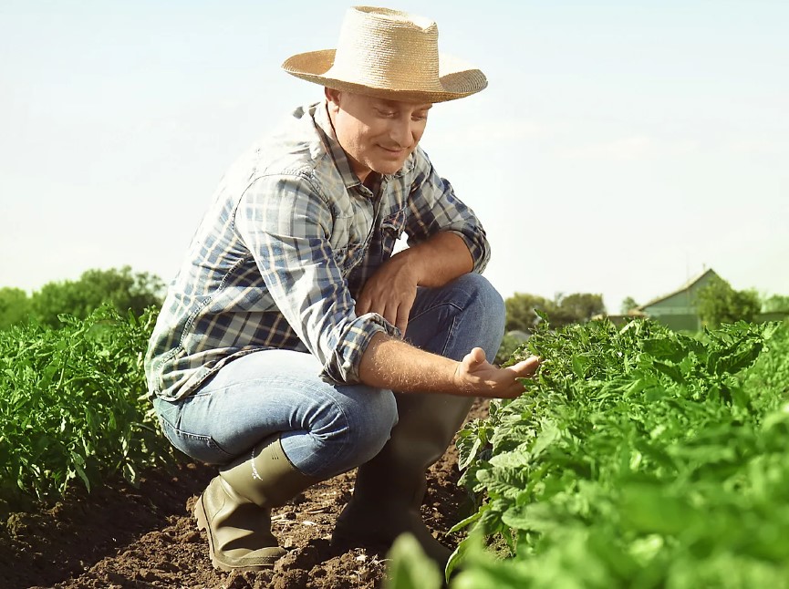 Сульфат калия (K₂SO₄) и его роль в улучшении развития корней растений