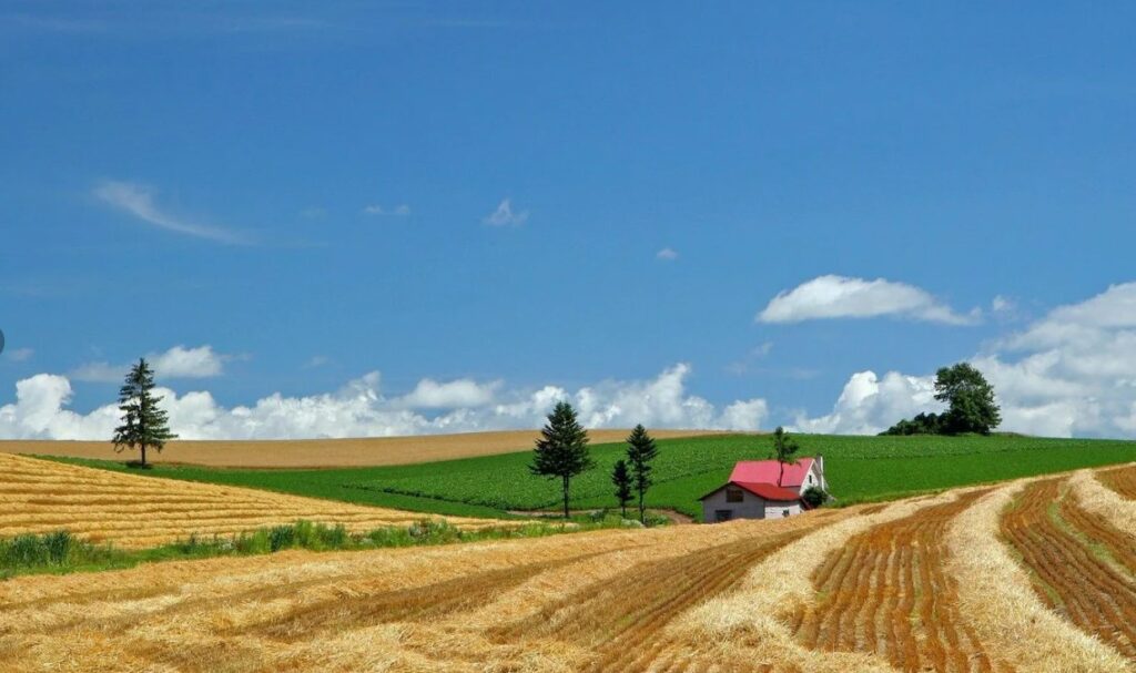 Как магний влияет на развитие корневой системы и общую устойчивость растений