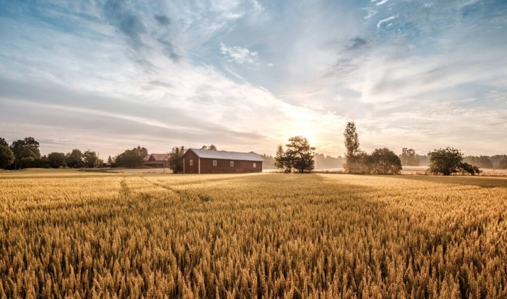 Калийная селитра (KNO₃) - что это за удобрение и как оно влияет на рост растений