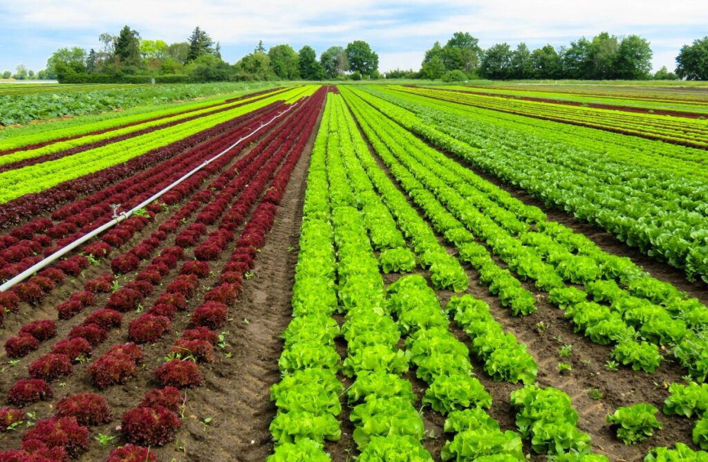 Как цинк помогает улучшить здоровье растений и повысить урожайность