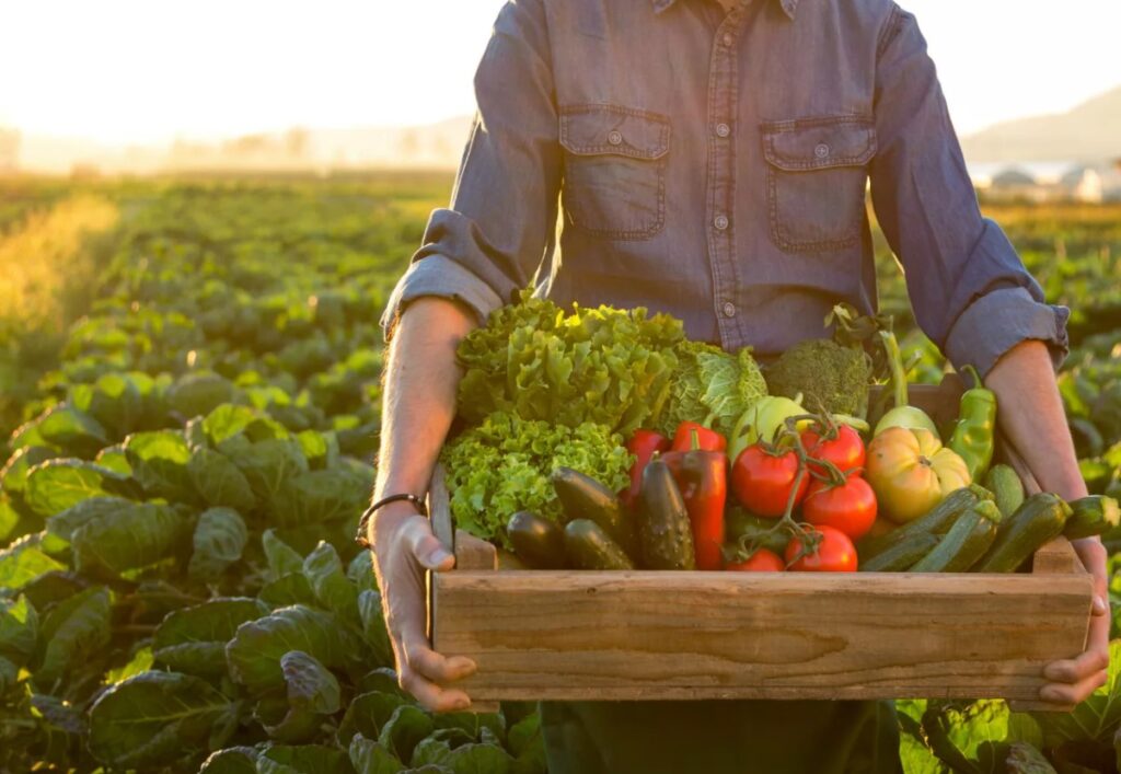 Почему монофосфат калия является отличным источником питательных веществ для растений