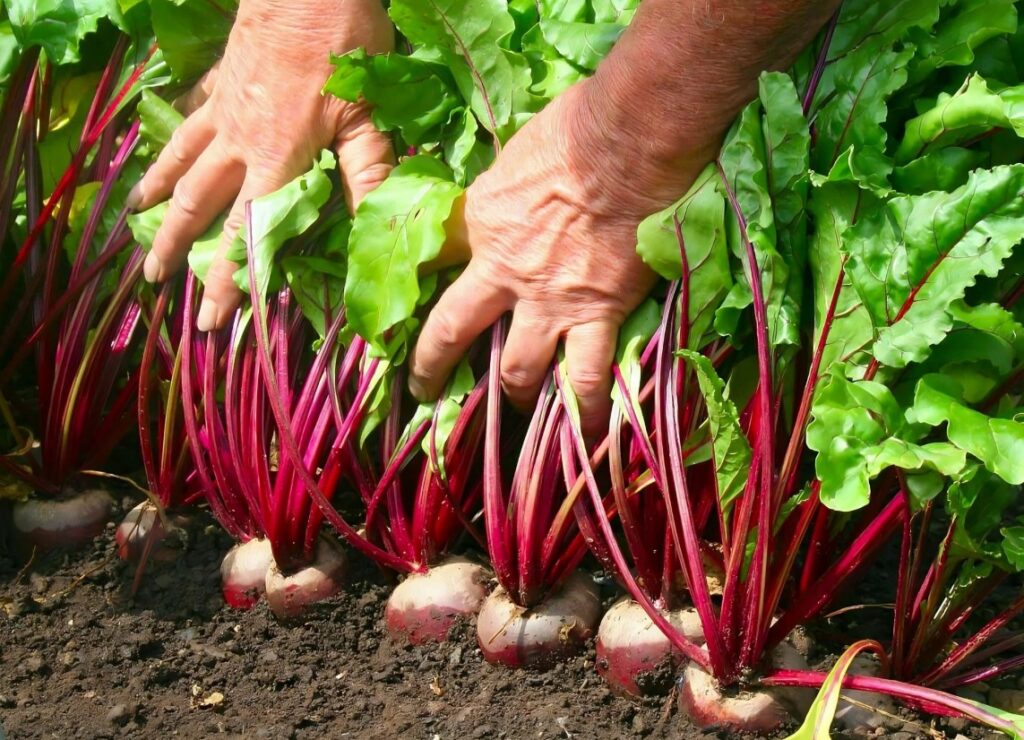 Как использовать бор (B) при выращивании капусты, свёклы и рапса