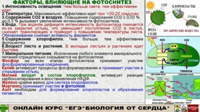 Как магний влияет на уровень усвоения углекислого газа