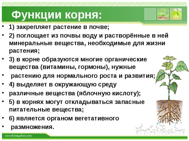 Роль магния в усвоении микроэлементов