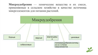 Основные микроэлементы и их роль в развитии растений