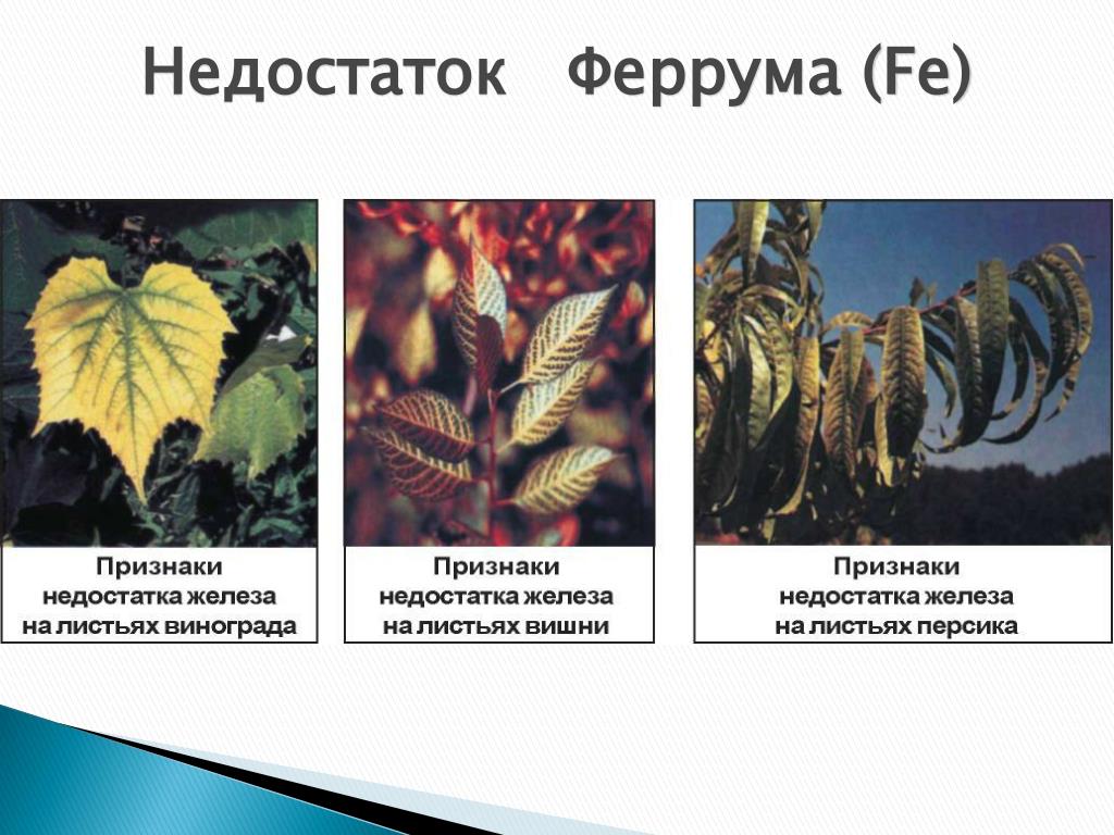 Признаки дефицита железа у растений