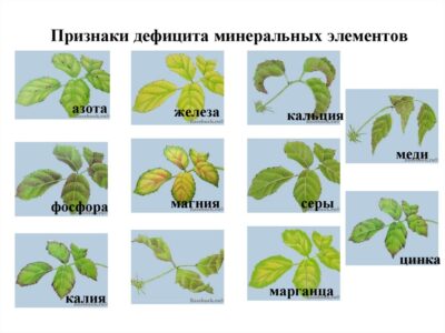 Признаки нехватки магния у растений