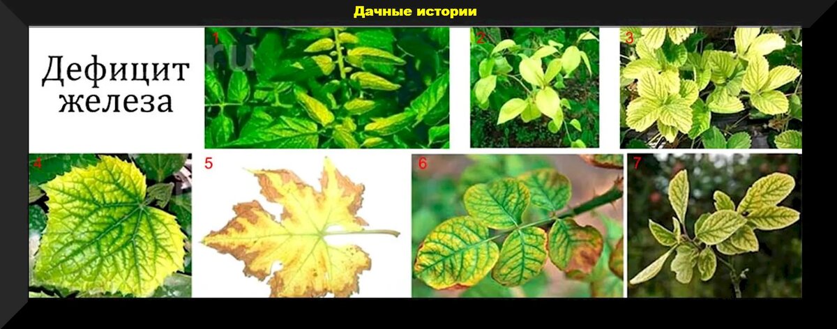 Роль железа в процессе фотосинтеза растений